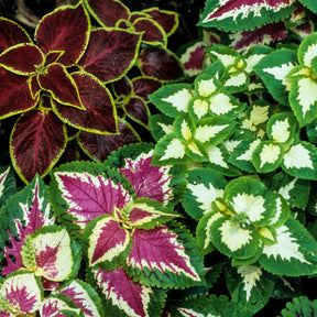 Buntnessel Wizard - Coleus Wizard - Willemse