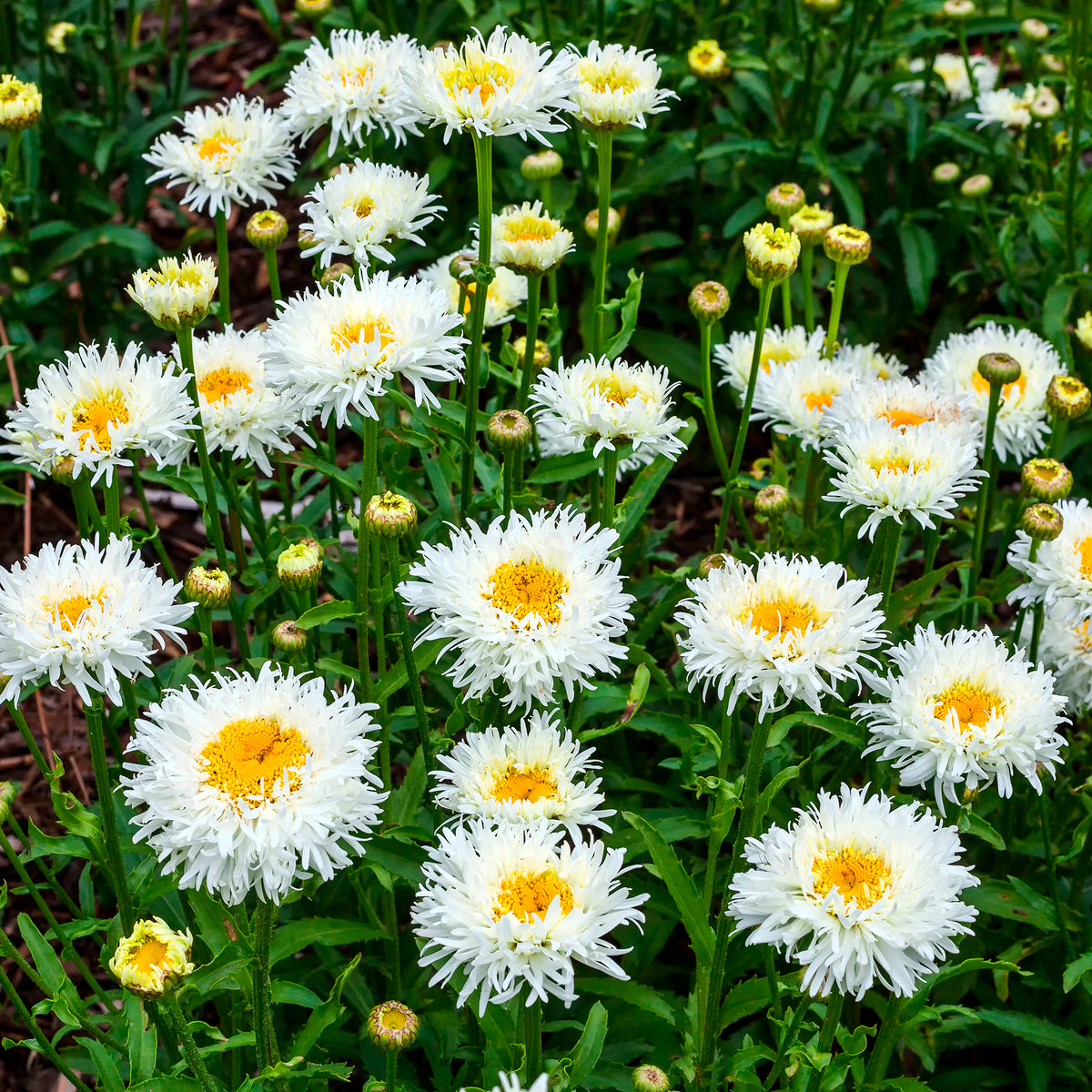 Großblumige Margerite Coconut - Willemse