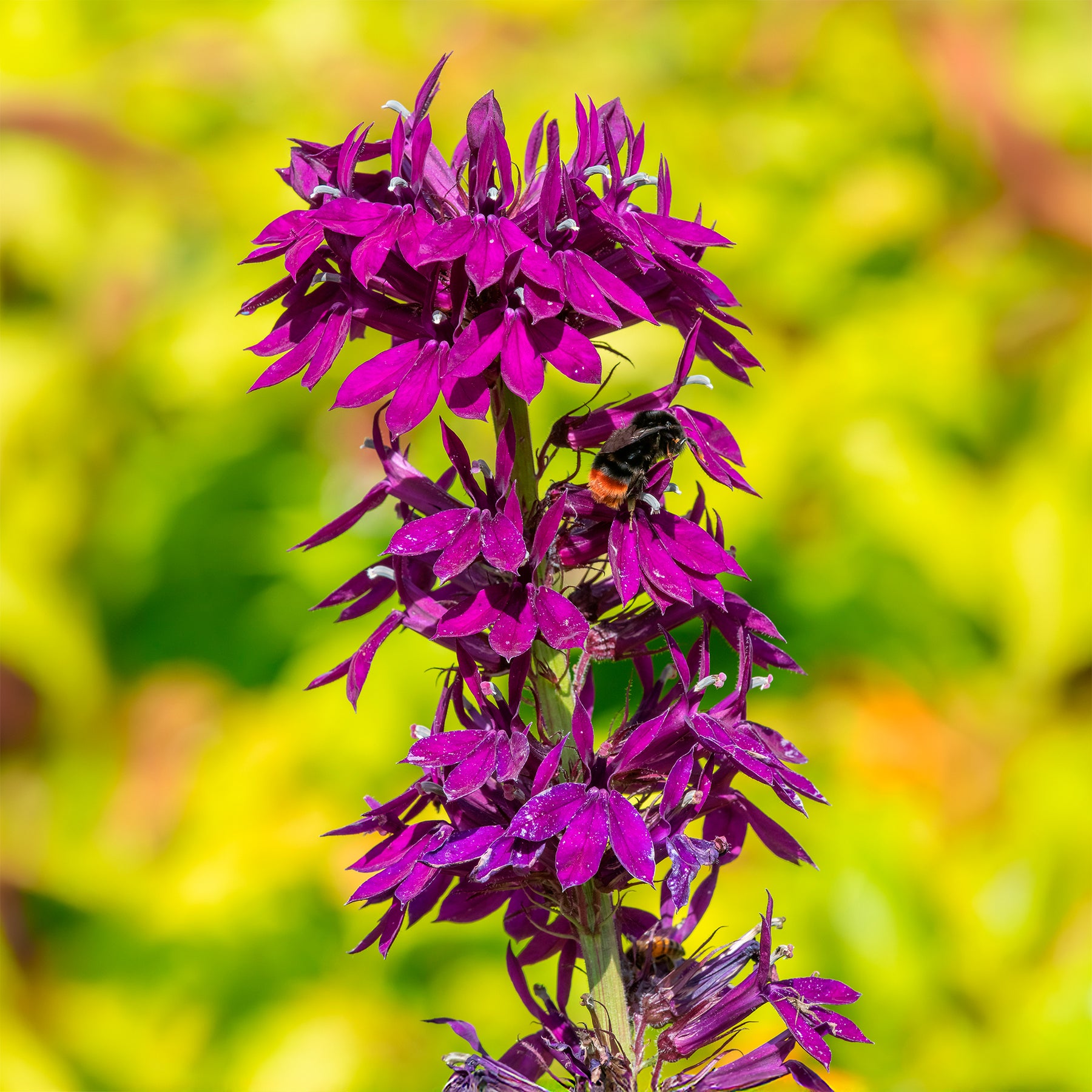Lobelie Vedrariensis - Lobelia gerardii Vedrariensis - Willemse