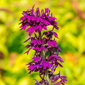 Lobelie Vedrariensis - Lobelia gerardii Vedrariensis - Willemse