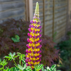 Lupine Manhattan Lights - Willemse