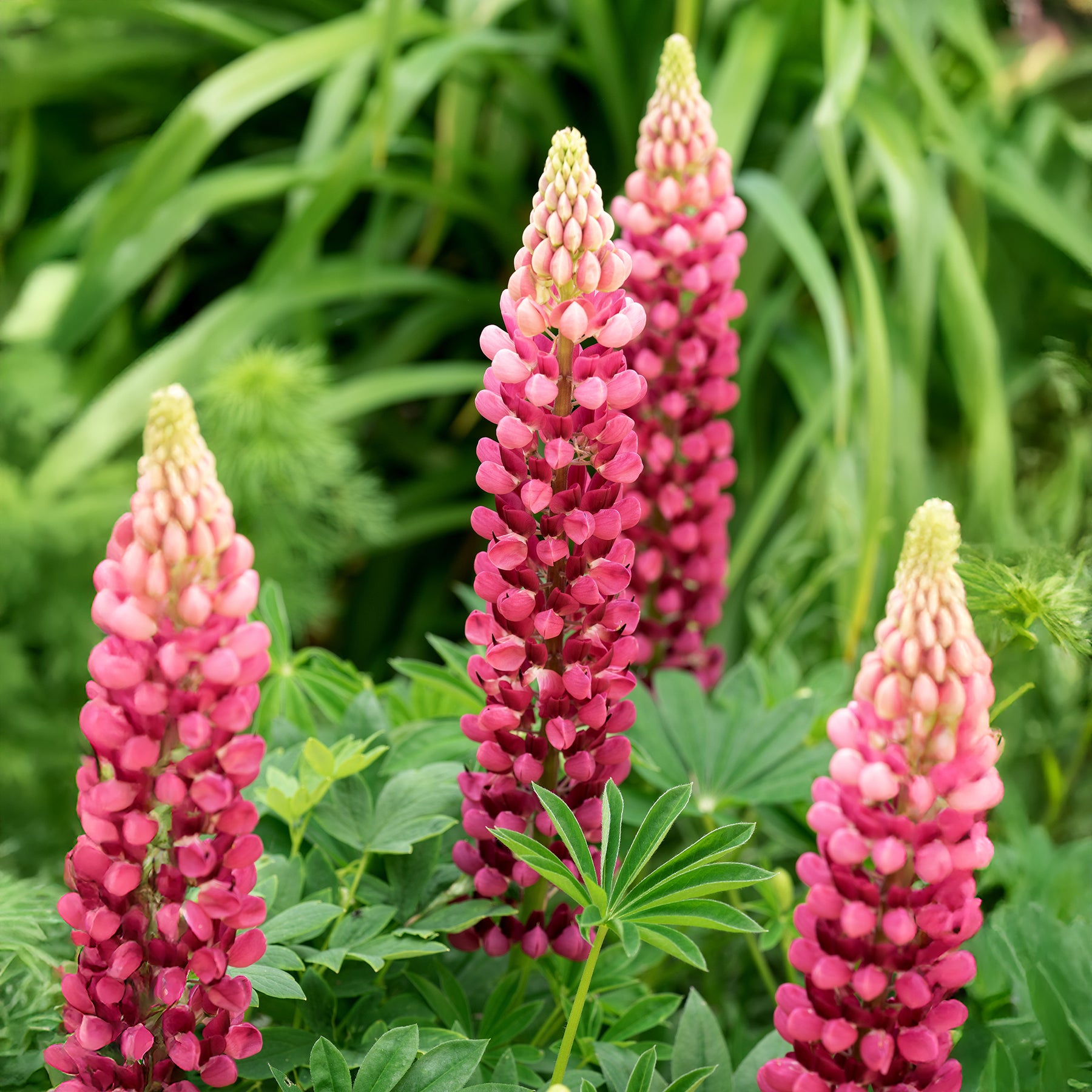 Lupine The Pages - Willemse