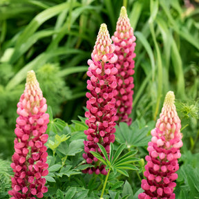 Lupine The Pages - Willemse