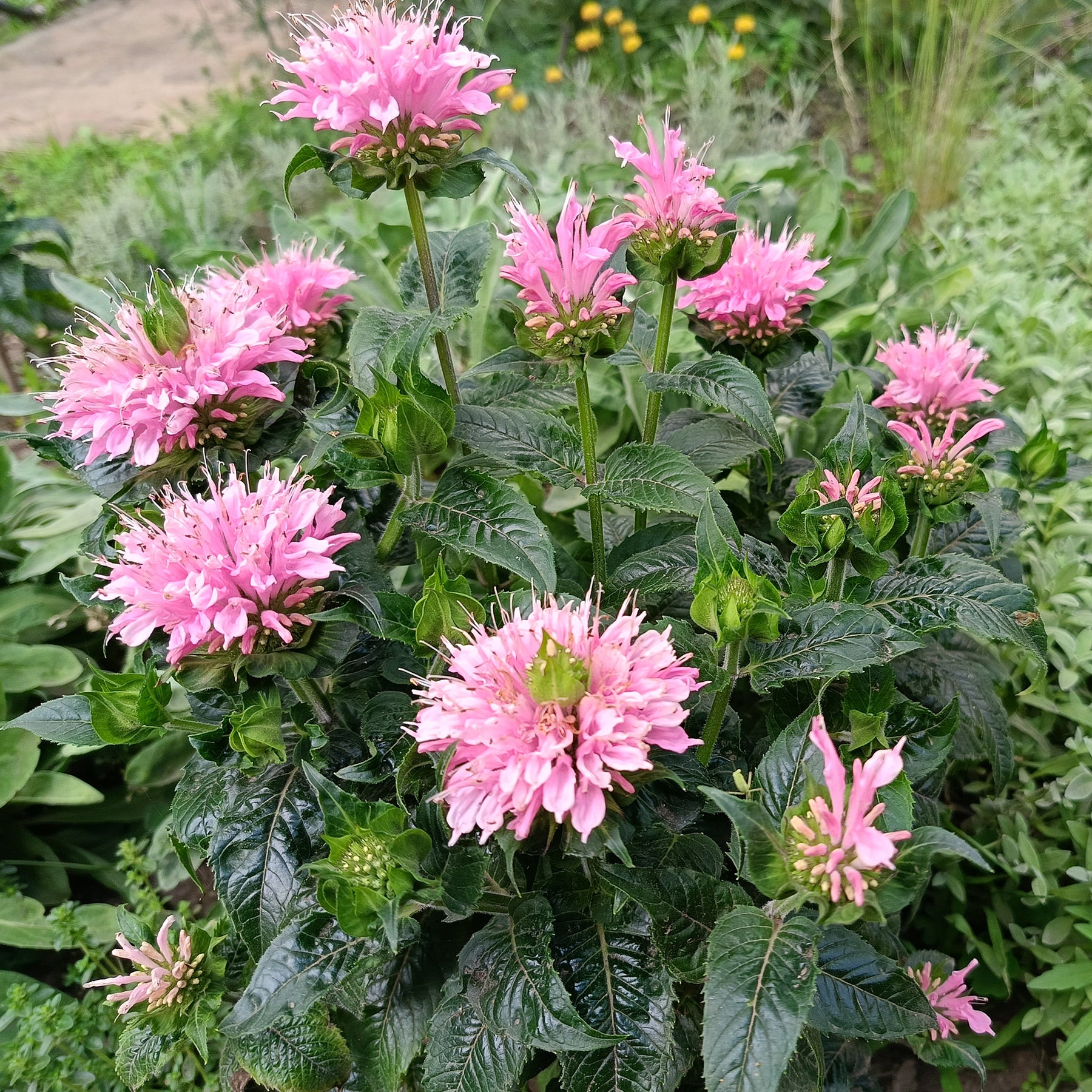 Indianernessel Sugar Buzz Pink Frosting