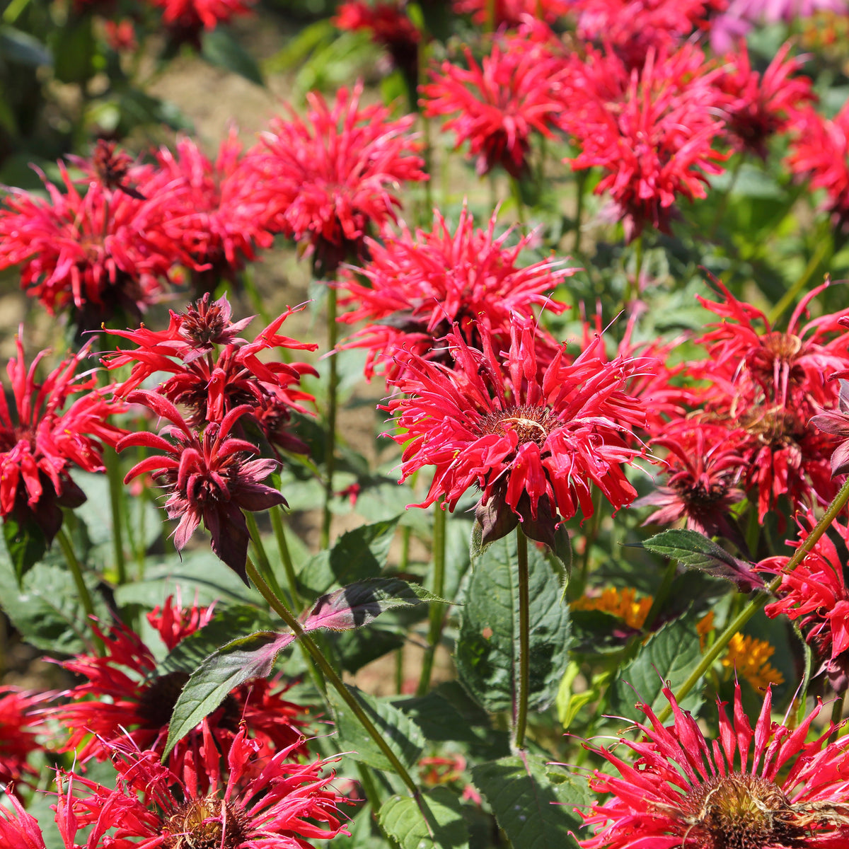 Scharlach-Indianernessel - Monarda didyma - Willemse