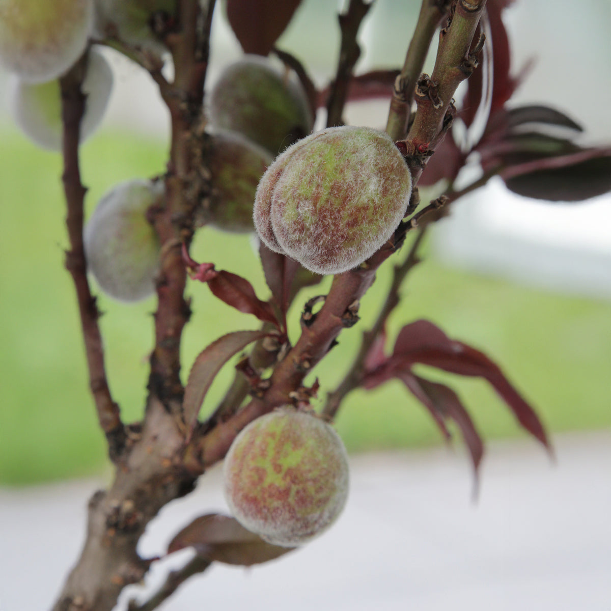 Zierpfirsich Rubira - Willemse