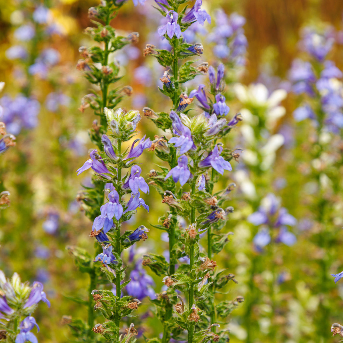Blaue Kardinals-Lobelie - Lobelia siphilitica - Willemse