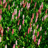 Verkauf Schneckenknöterich Kabouter - Persicaria affinis Kabouter