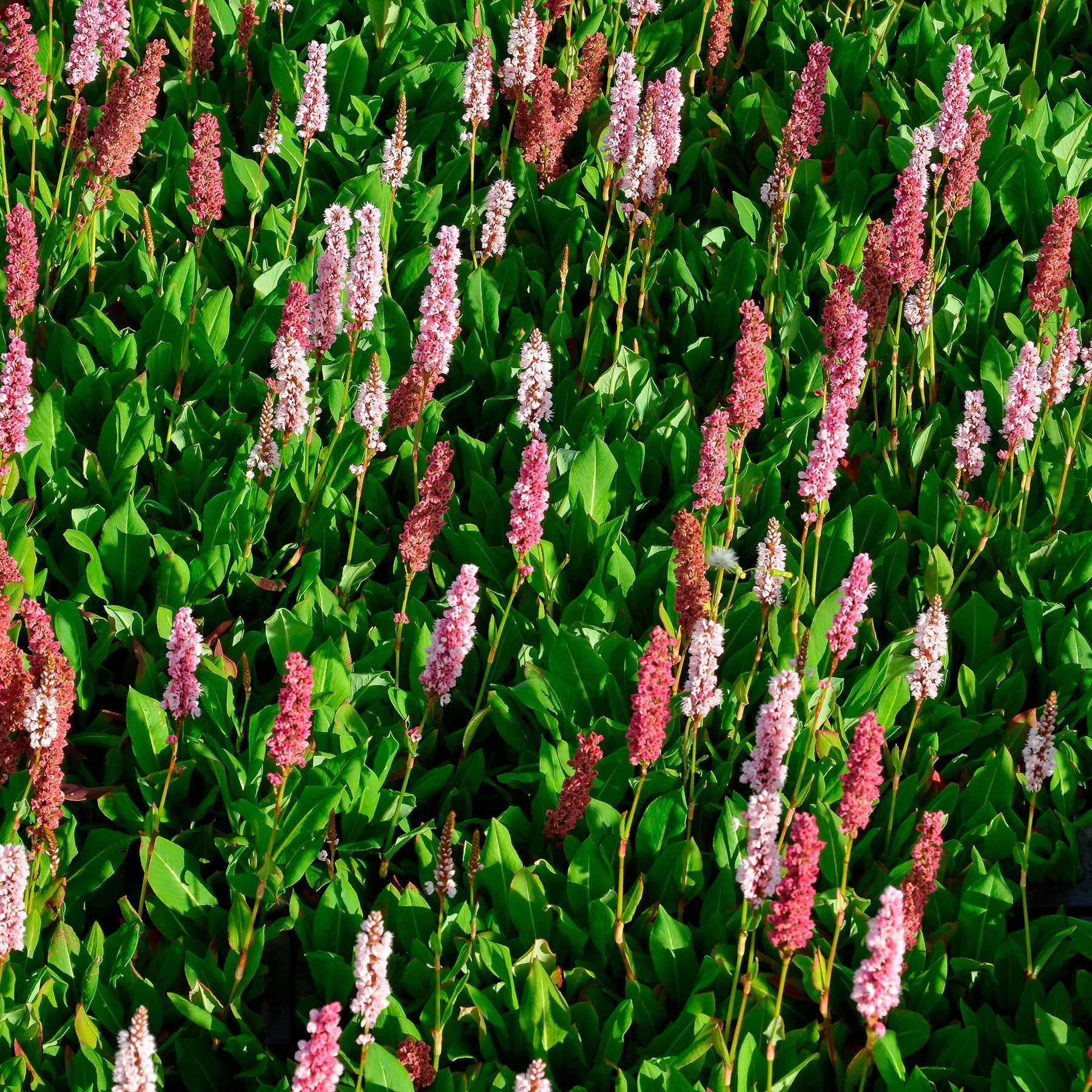 Verkauf Schneckenknöterich Kabouter - Persicaria affinis Kabouter