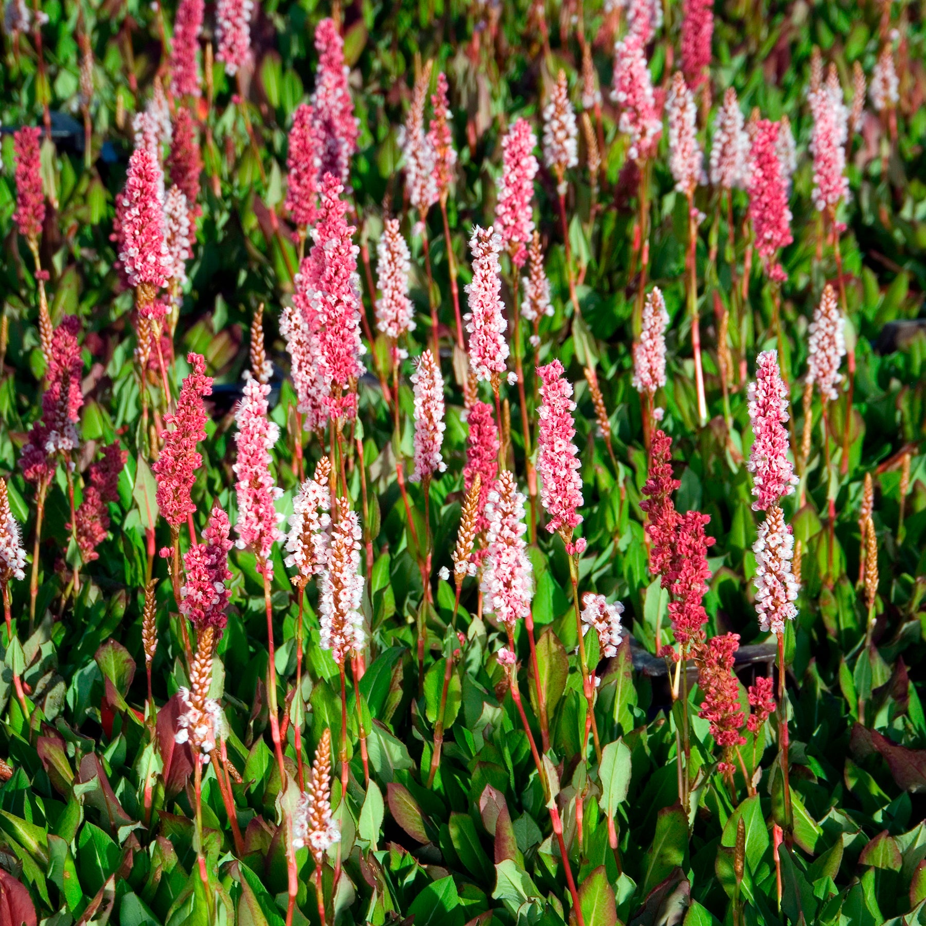 Persicaria - Knöterich - Schneckenknöterich Kabouter - Persicaria affinis Kabouter