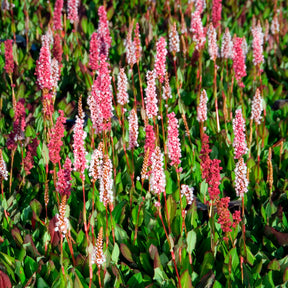 Persicaria - Knöterich - Schneckenknöterich Kabouter - Persicaria affinis Kabouter