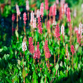 Schneckenknöterich Kabouter - Persicaria affinis Kabouter - Willemse