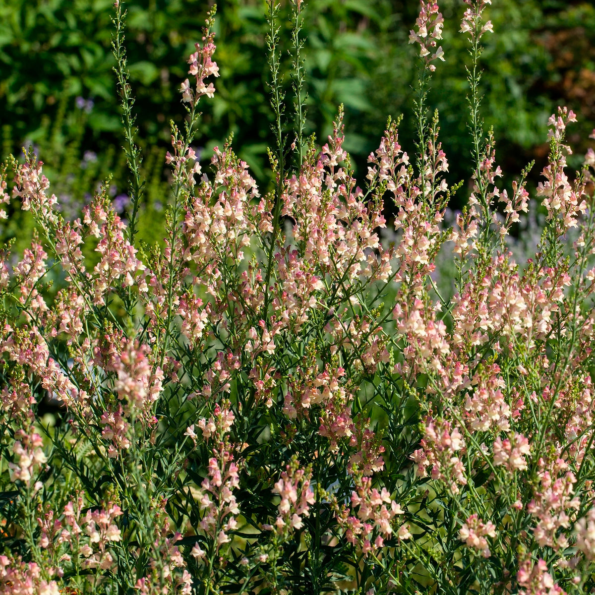 Purpurblütiges Leinkraut Peachy - Willemse