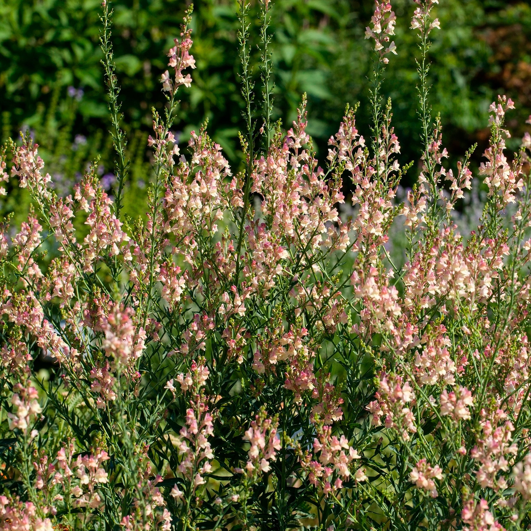 Purpurblütiges Leinkraut Peachy - Willemse