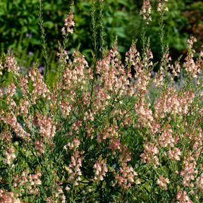 Purpurblütiges Leinkraut Peachy - Willemse