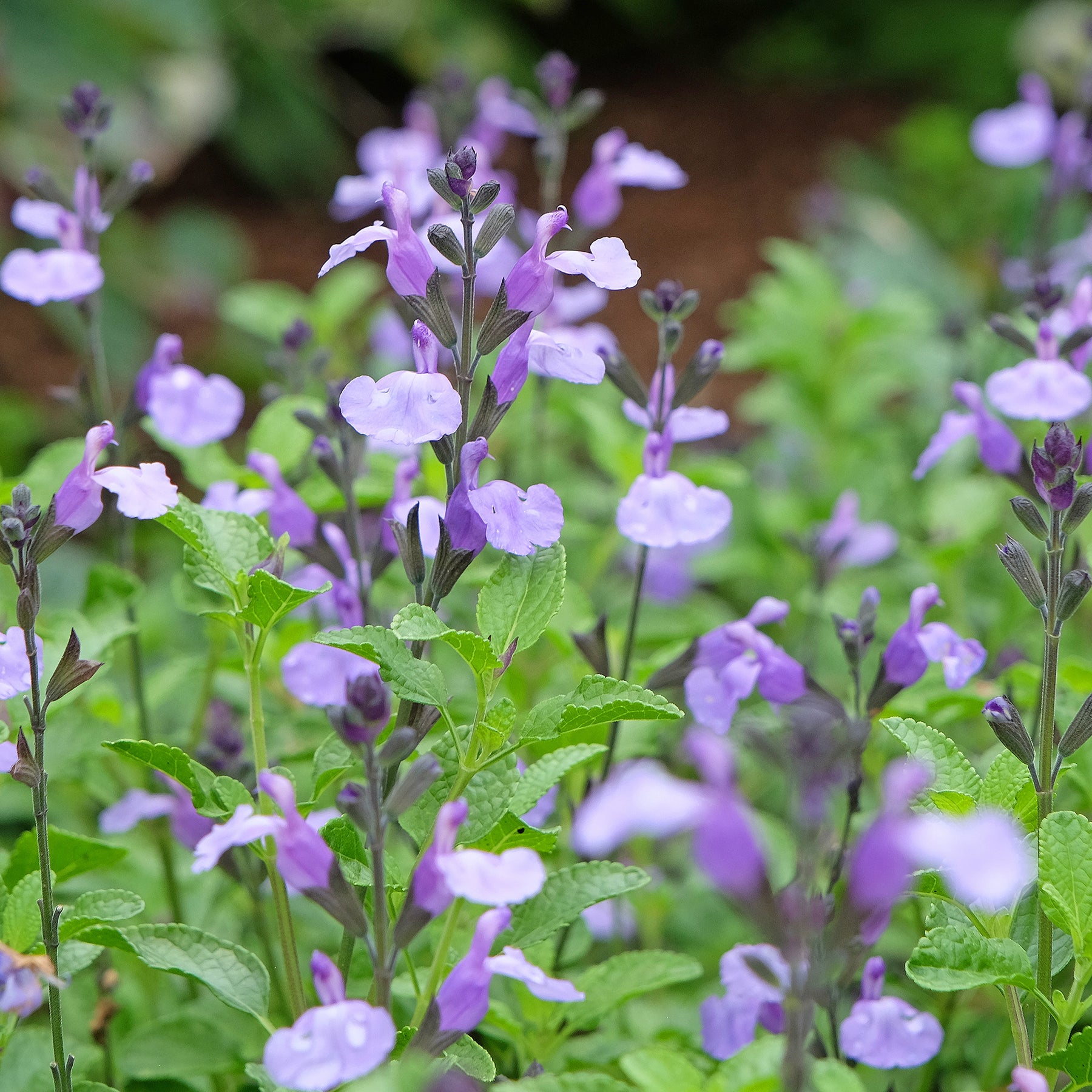Salvia microphylla So Cool Pale Blue - Ziersalbei So Cool Pale Blue - Salbei