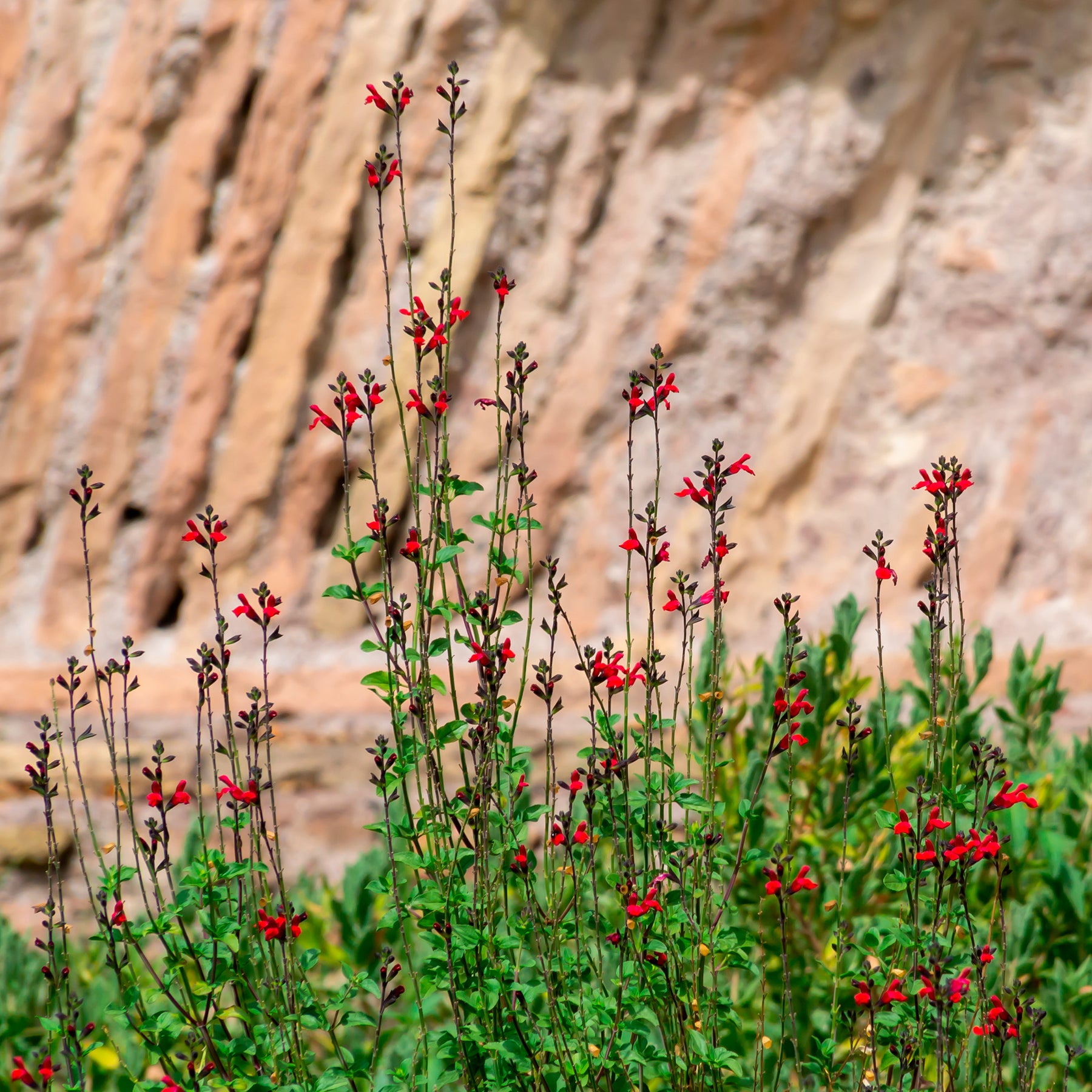 Salbei Reve Rouge - Willemse