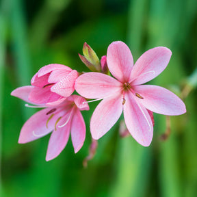 Spaltgriffel Pink Butterflies - Schizostylis coccinea Pink Butterflies - Willemse