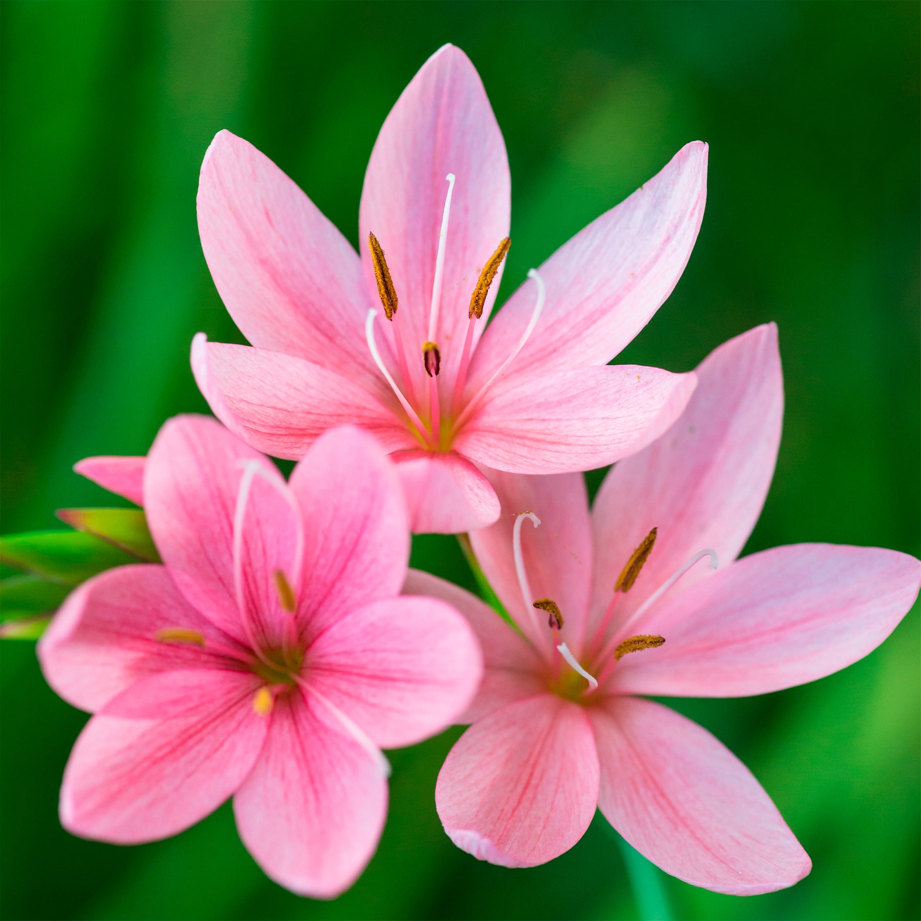 Spaltgriffel Pink Butterflies - Willemse