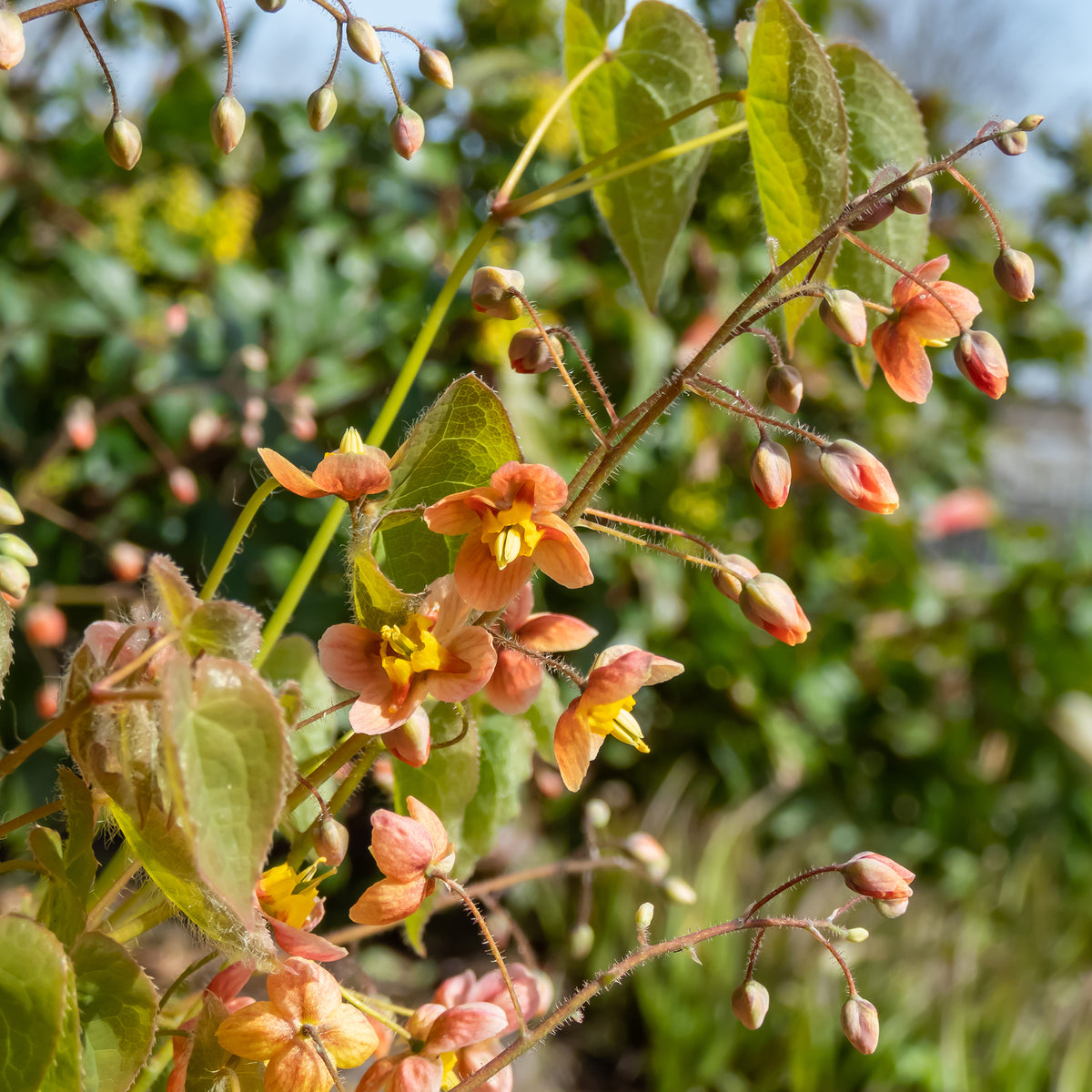 Epimedium - Warley-Elfenblume - Epimedium warleyense