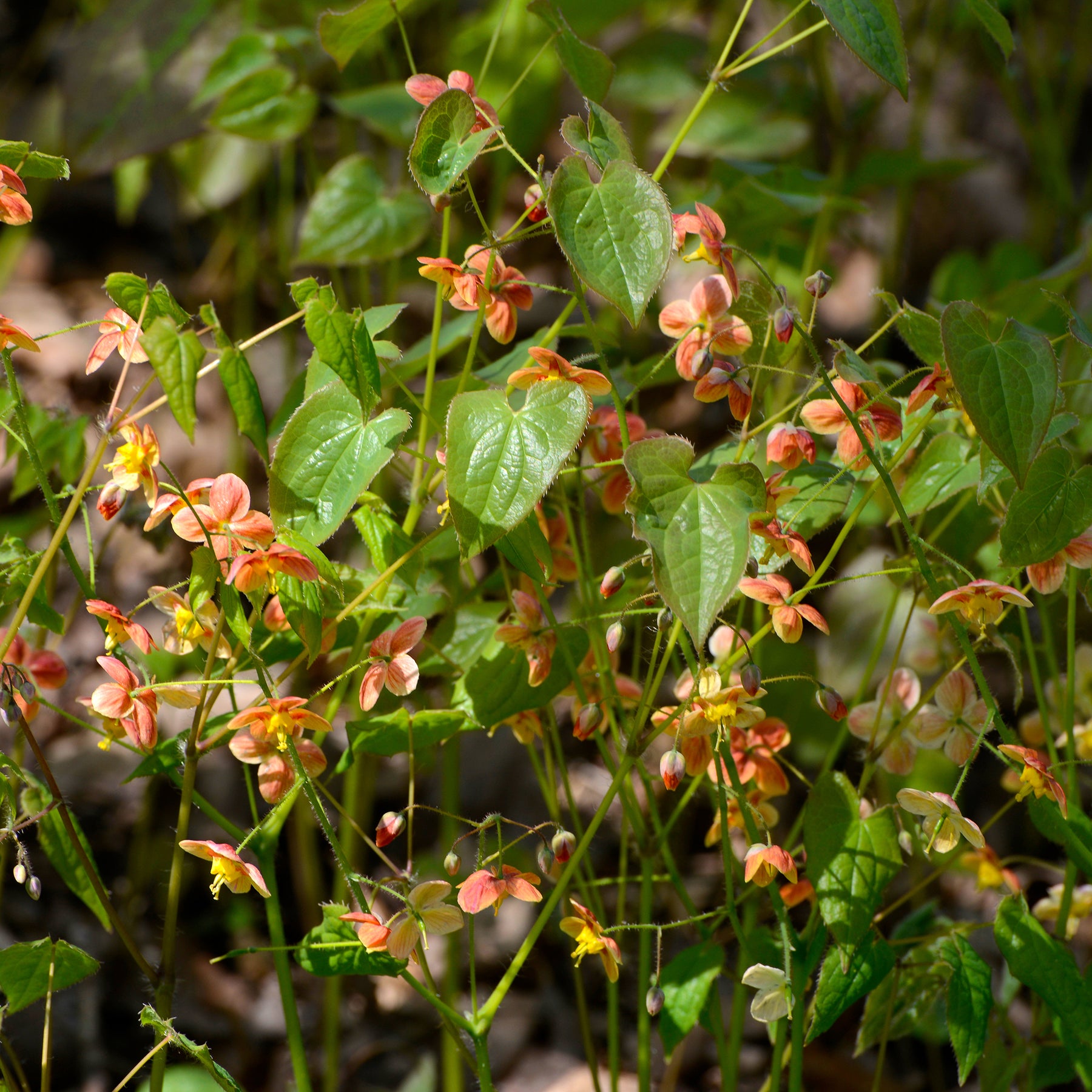 Warley-Elfenblume - Willemse