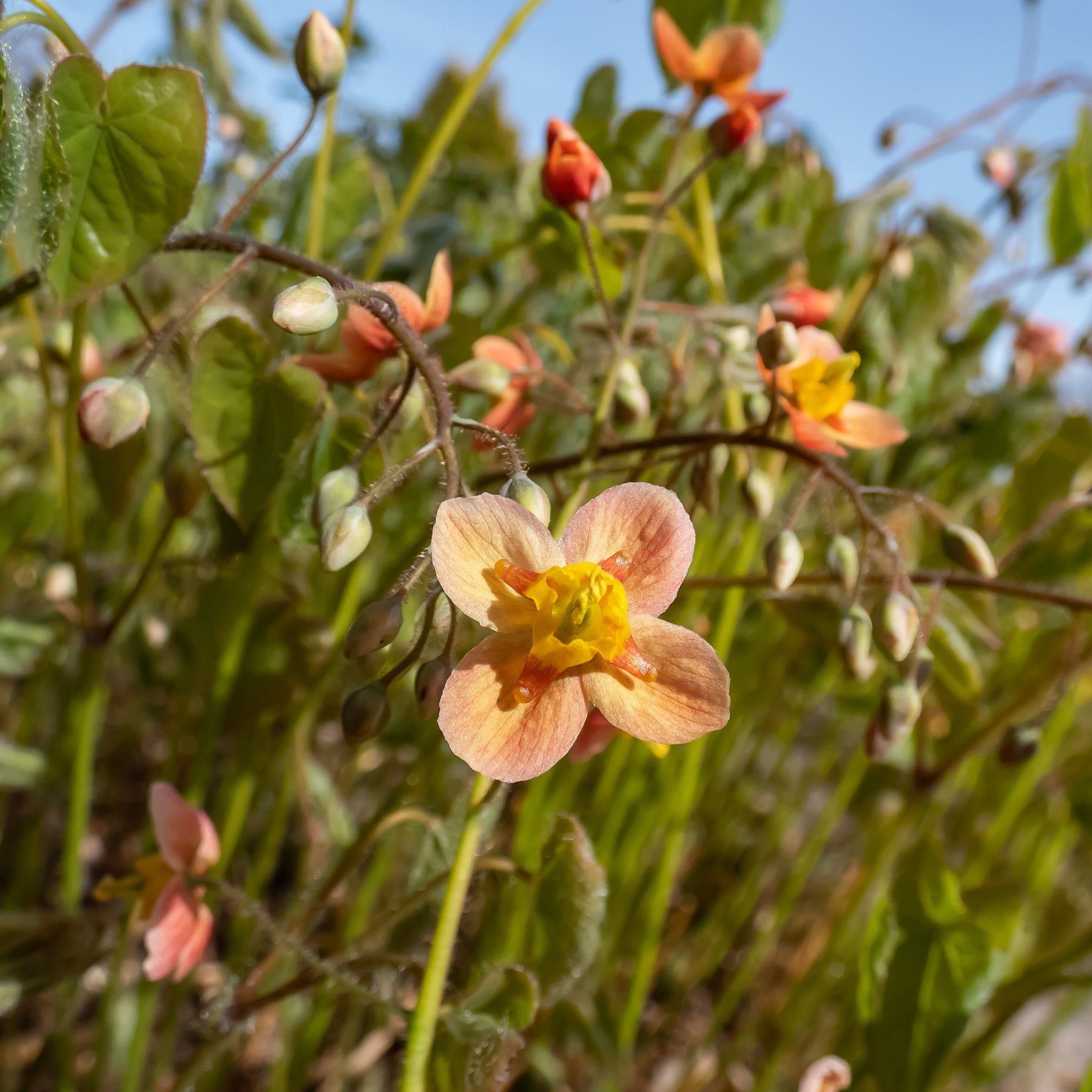 Warley-Elfenblume - Epimedium warleyense - Willemse