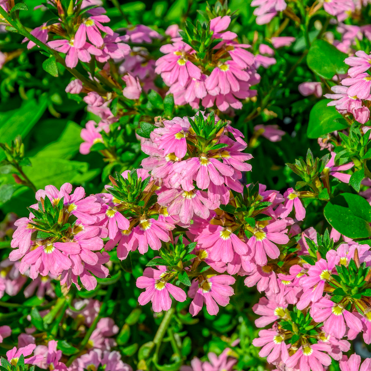 Scaevola aemula Baby Pink Touch - Willemse