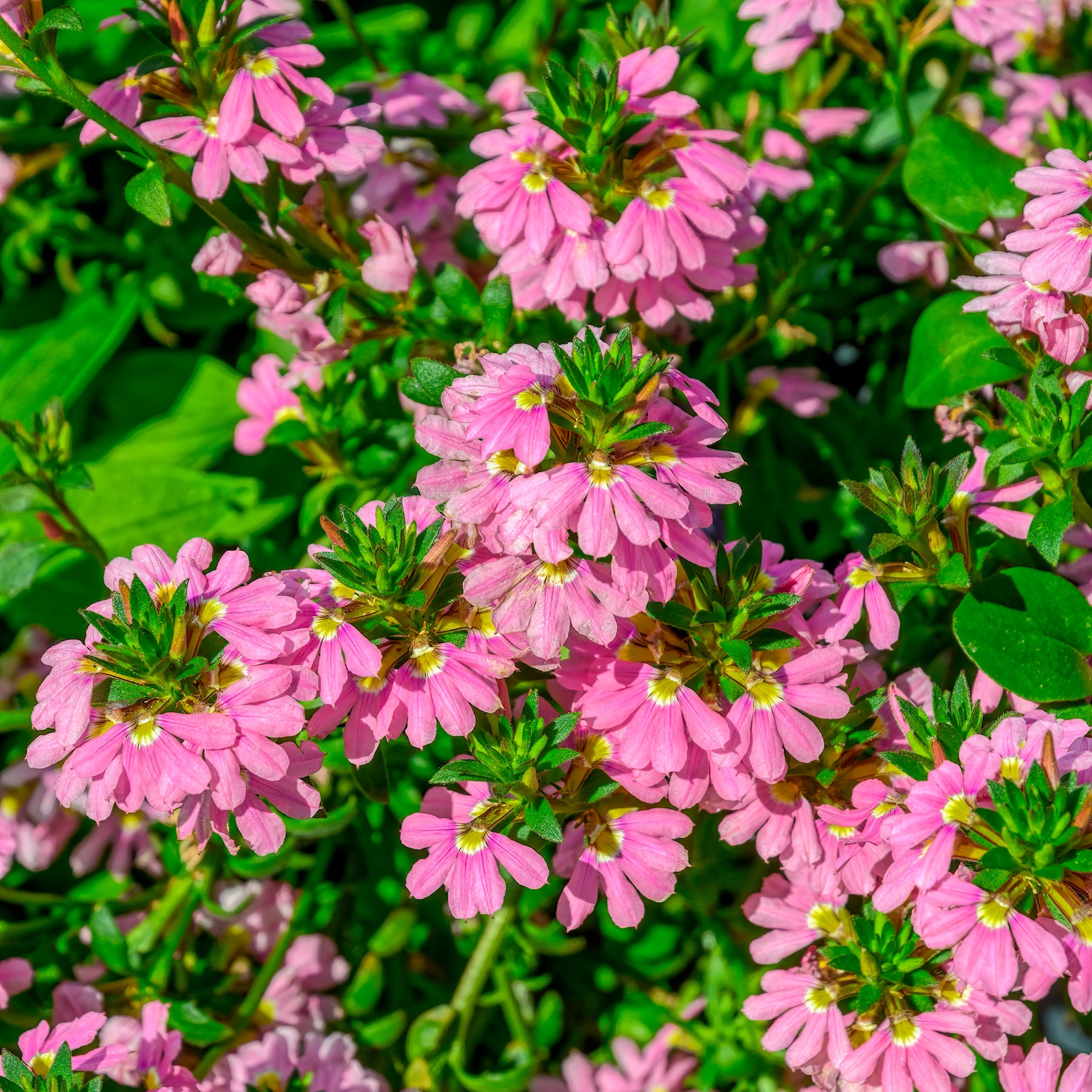 Scaevola aemula Baby Pink Touch - Willemse