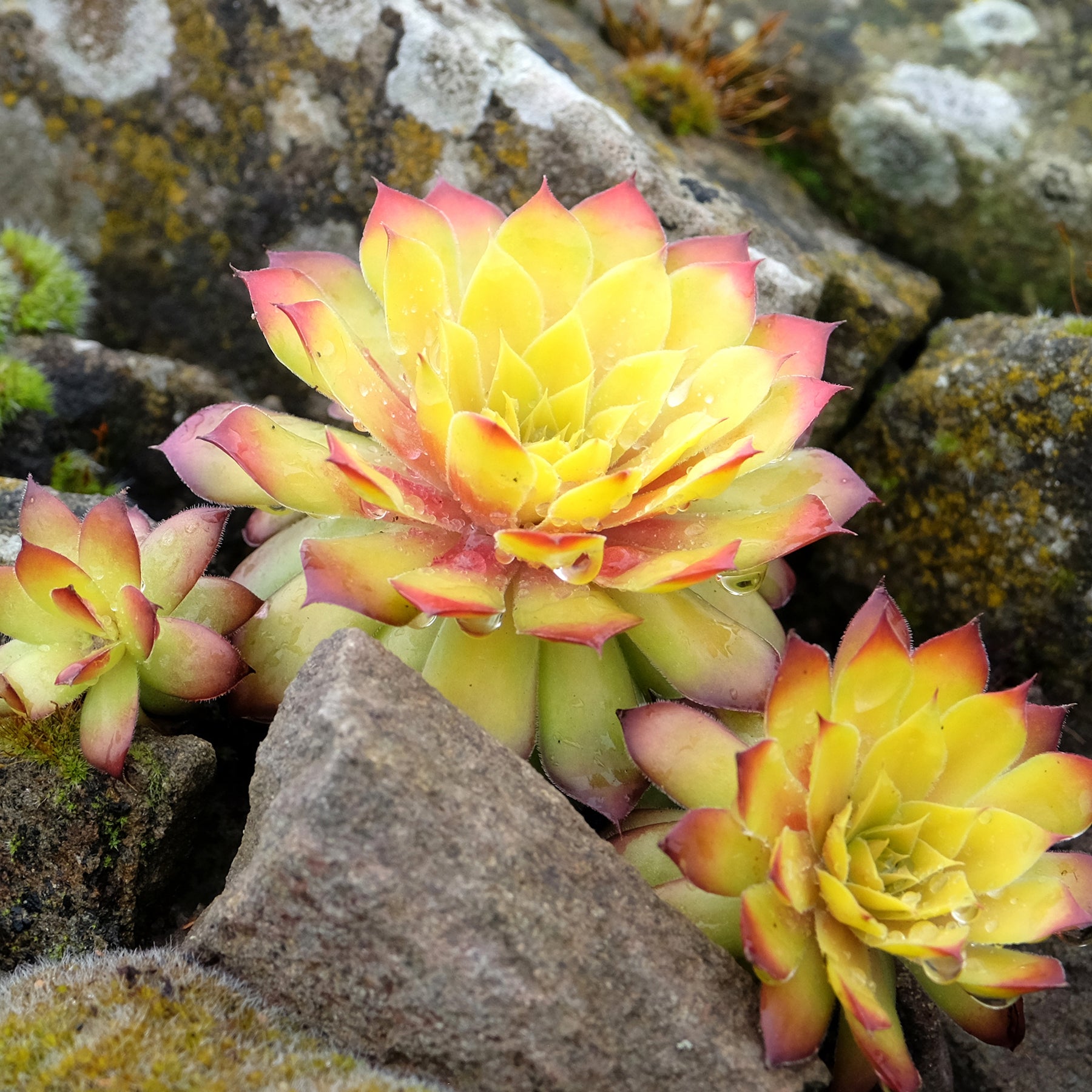Sempervivum Chick Charms ® Gold Nugget - Willemse