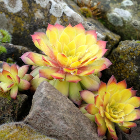 Sempervivum Chick Charms ® Gold Nugget - Willemse