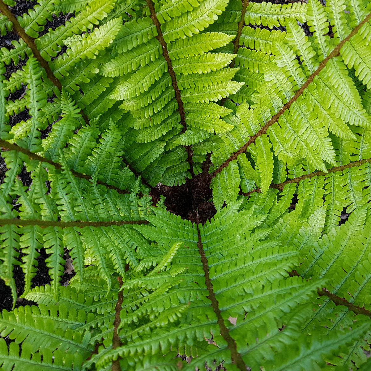 Nepal-Schwarzschuppenfarn - Dryopteris wallichiana - Willemse