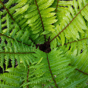 Nepal-Schwarzschuppenfarn - Dryopteris wallichiana - Willemse