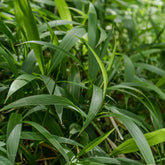 Palmen-Gras
