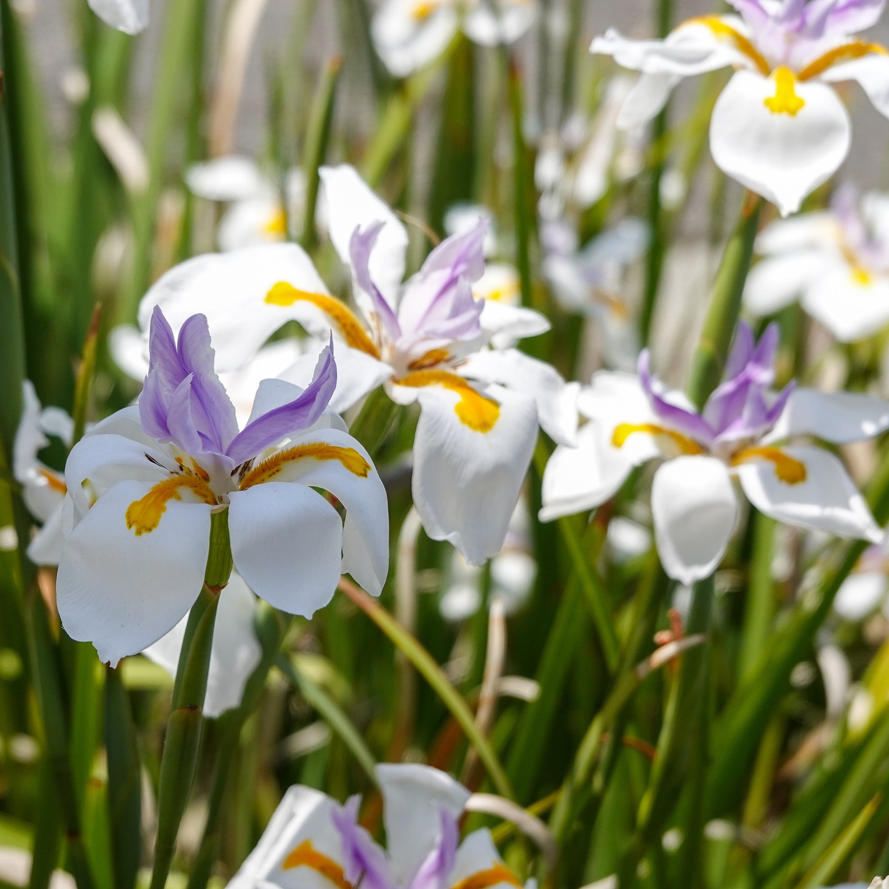 Dietes grandiflora - Willemse