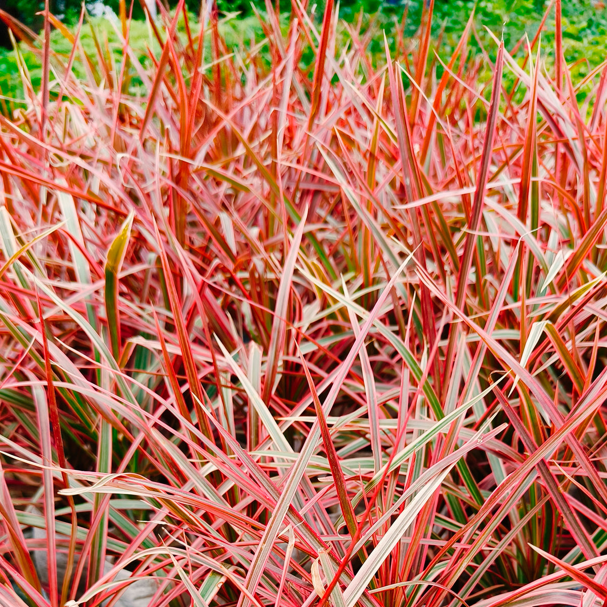 Mahagonigras Everflame - Willemse