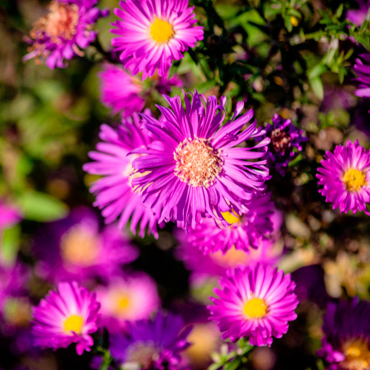 Garten-Kissen-Aster Anneke - Willemse