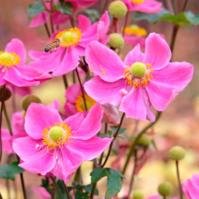 Herbst-Anemone Fantasy Ariel