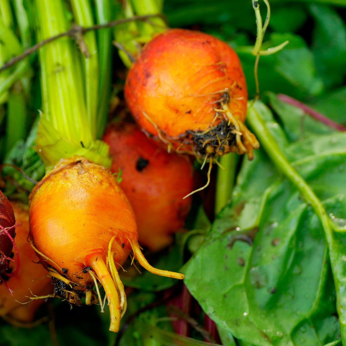 Gelbe Bete Burpees Golden - Beta vulgaris Burpees Golden - Willemse