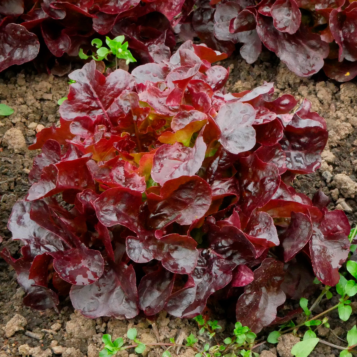 Pflücksalat Bocado - Lactuca sativa capitata Bocado - Willemse