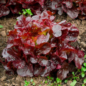 Pflücksalat Bocado - Lactuca sativa capitata Bocado - Willemse