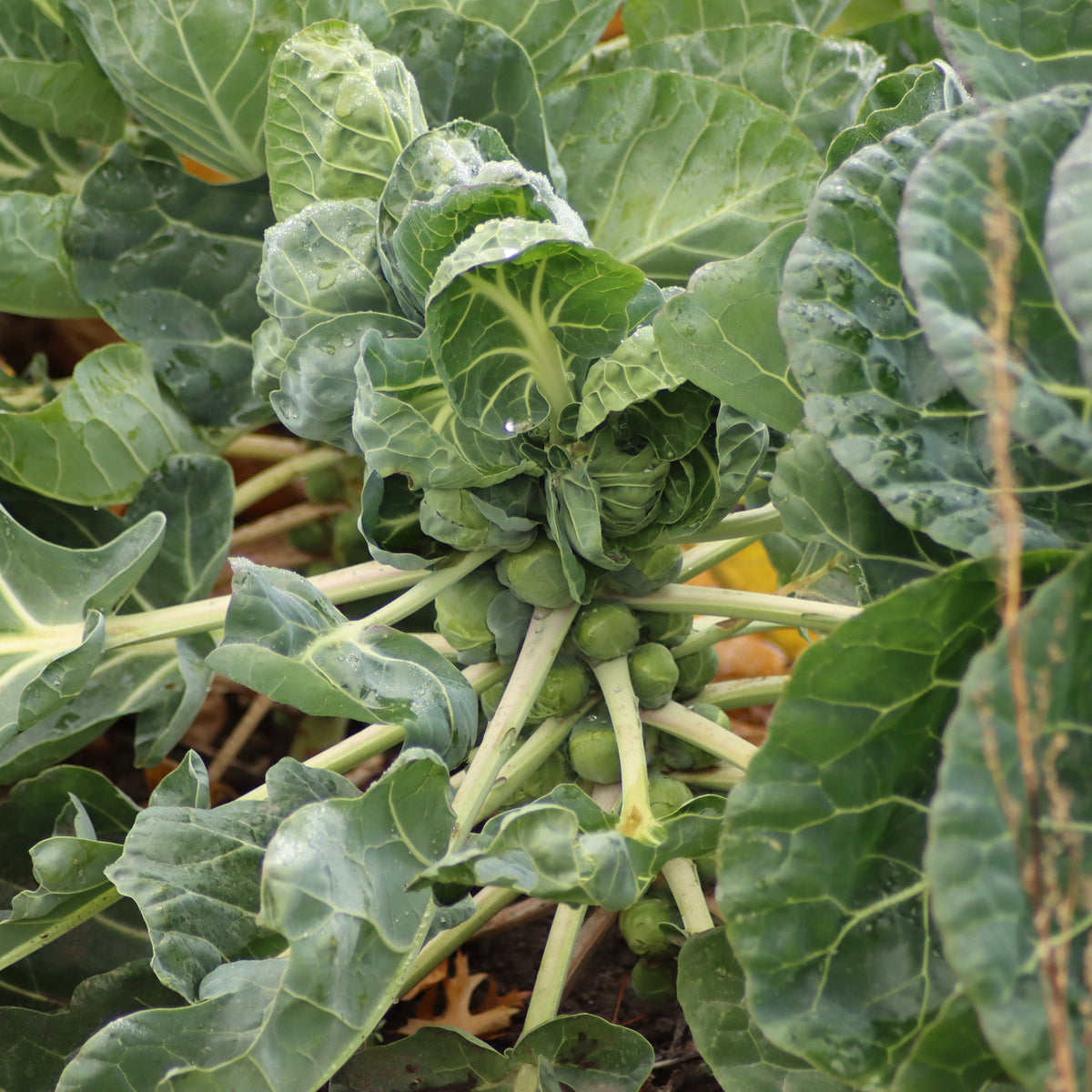 Rosenkohl  Bright F1 - Brassica oleracea gemmifera Bright F1 - Willemse