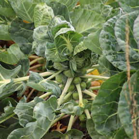Rosenkohl  Bright F1 - Brassica oleracea gemmifera Bright F1 - Willemse