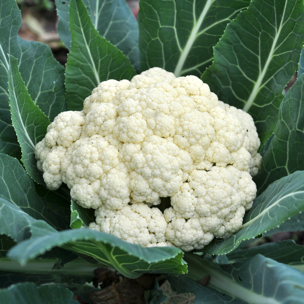 Blumenkohl Novia F1 - Willemse