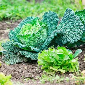 Wirsing Milan F1 - Brassica oleracea sabauda Manon F1 - Willemse