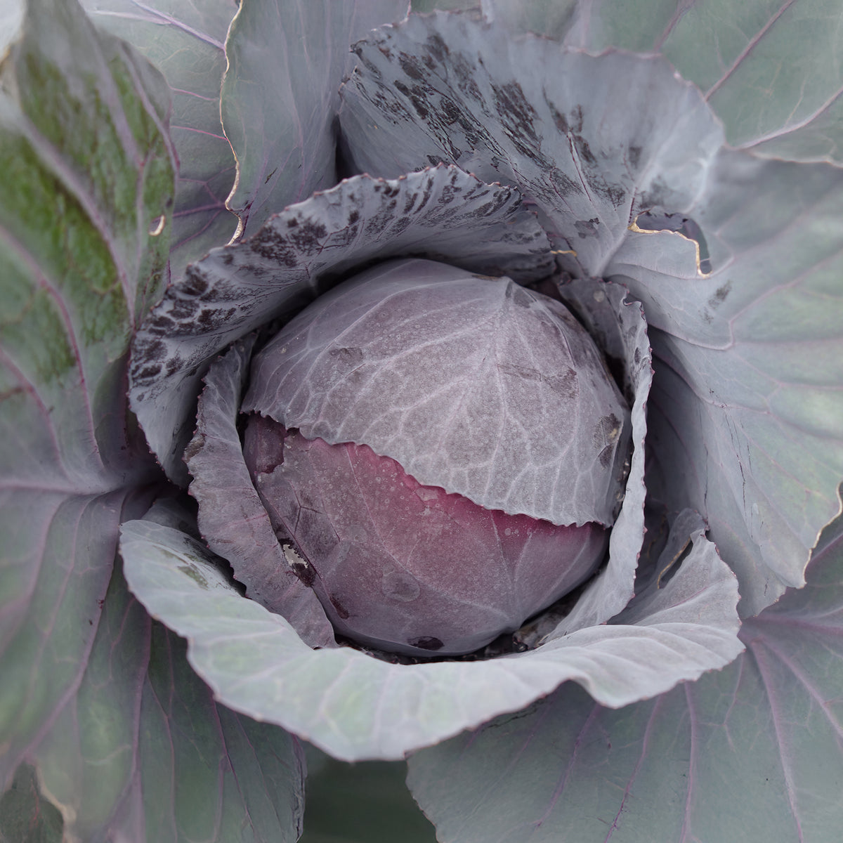 Rotkohl Fuego F1 - Brassica oleracea capitata Fuego F1 - Willemse