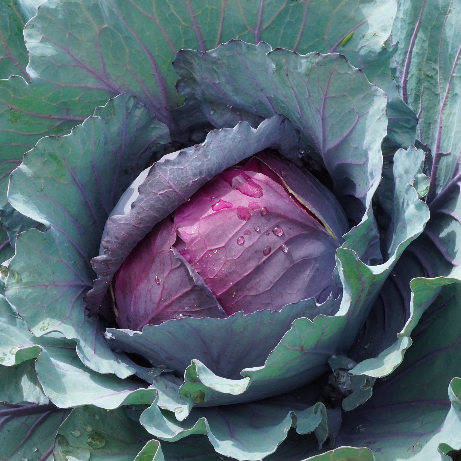 Rotkohl Fuego F1 - Willemse