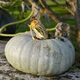 Kürbis Ungarische Blaue - Cucurbita maxima Bleu de Hongrie - Willemse