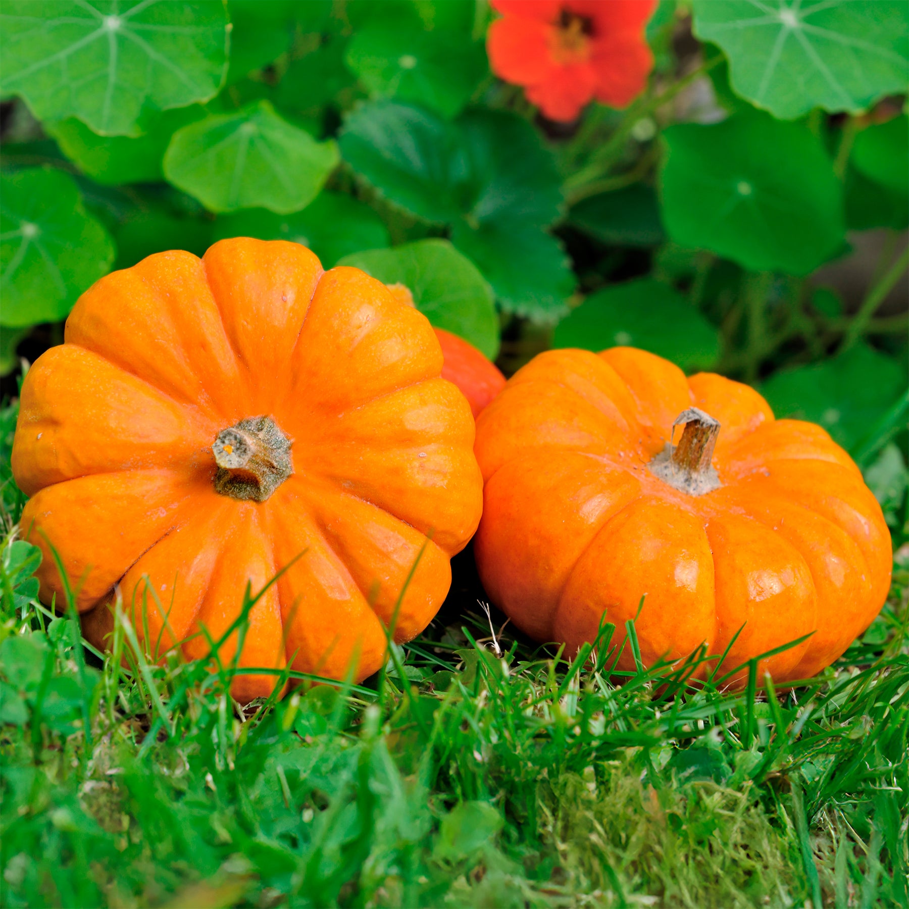Samen für Kürbisse - Kürbis Jack Be Little - Cucurbita pepo Jack Be Little