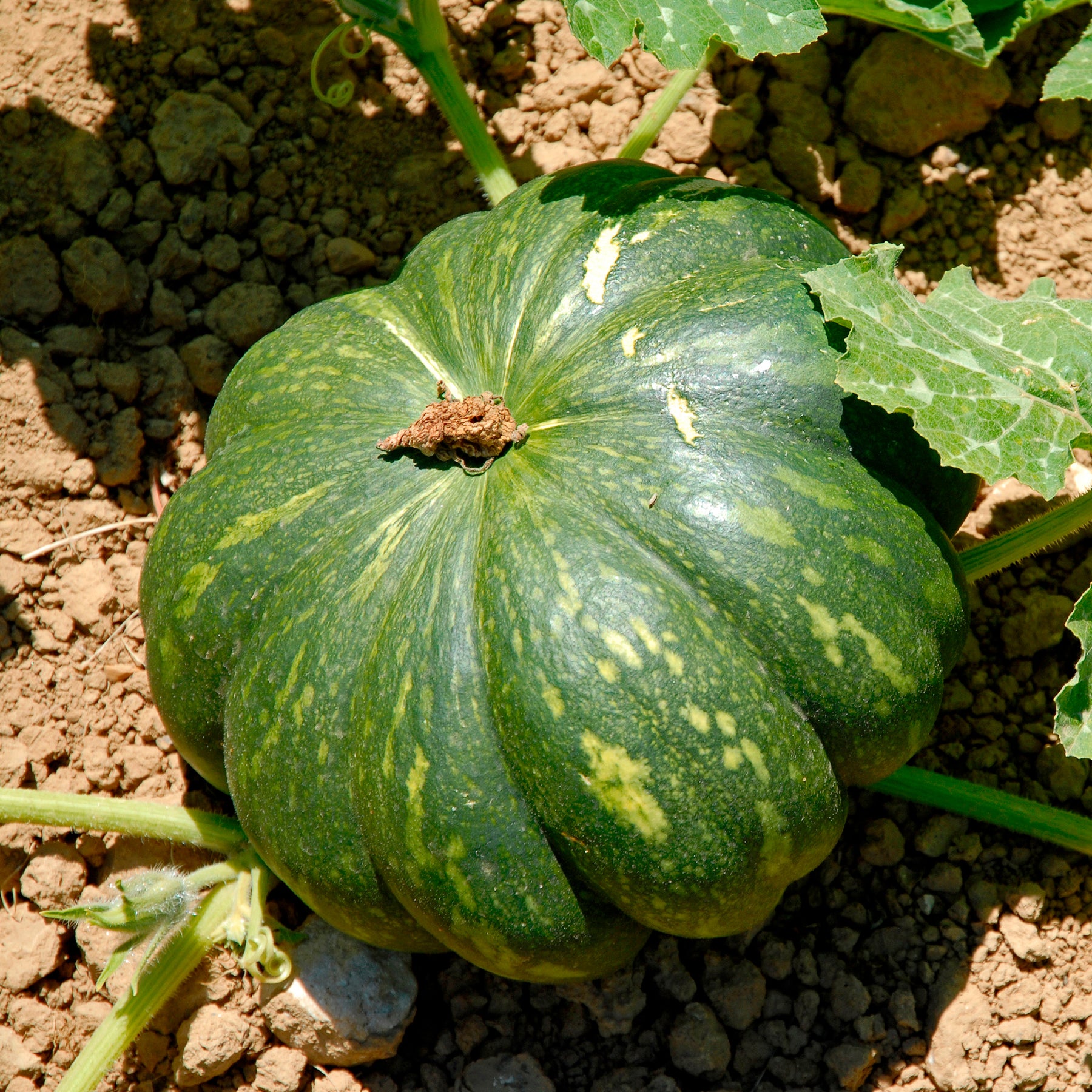 Muskatkürbis Musque de Provence - Willemse