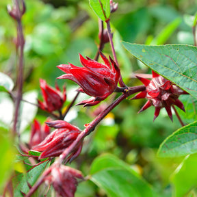 Roselle